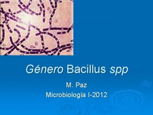 Gnero Bacillus spp M Paz Microbiologa I2012 Caractersticas