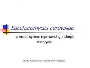 Saccharomyces cerevisiae a model system representing a simple