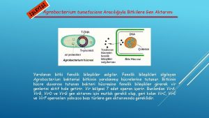 EY Agrobacterium tumefaciens Araclyla Bitkilere Gen Aktarm L