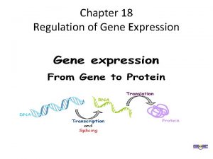 Chapter 18 regulation of gene expression Chapter 18 regulation of gene expression