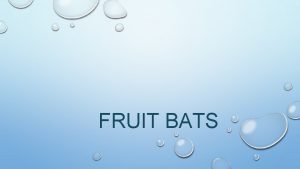 FRUIT BATS FRUIT BATS THE FRUIT BATS FALL