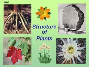 Slide 1 Structure of Plants Slide 2 1
