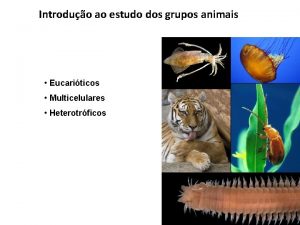 Estudo sobre os animais