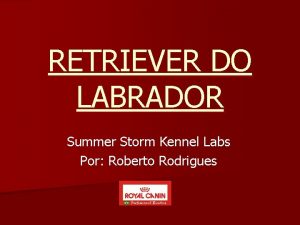 RETRIEVER DO LABRADOR Summer Storm Kennel Labs Por