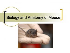 Biology and Anatomy of Mouse Taxonomy Order Rodentia