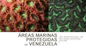 REAS MARINAS PROTEGIDAS DE VENEZUELA MSc Marianna Domnguez
