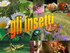 Gli insetti mappa concettuale