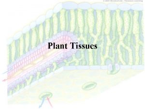 Tissues in plants