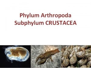 Phylum Arthropoda Subphylum CRUSTACEA Phylum Arthropoda Arthro Joint