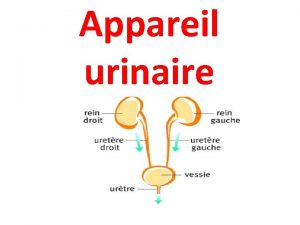 Appareil urinaire Ignralits lappareil urinaire est constitu de