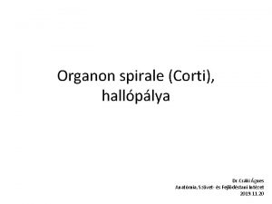 Organon spirale Corti hallplya Dr Cski gnes Anatmia