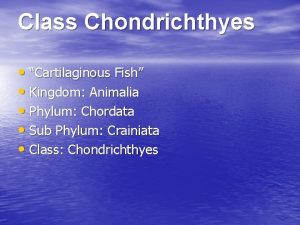 Class Chondrichthyes Cartilaginous Fish Kingdom Animalia Phylum Chordata