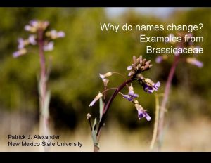 Why do names change Examples from Brassicaceae Patrick