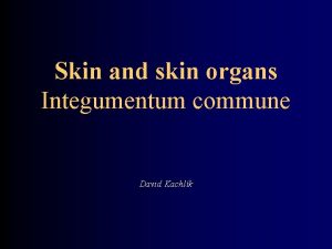 Skin and skin organs Integumentum commune David Kachlk