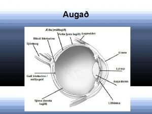 Auga Auga Maurinn hefur tv augu sem liggja