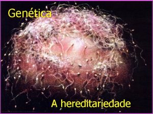 Gentica A hereditariedade Ramo da biologia que estuda