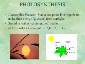 Plant like organisms