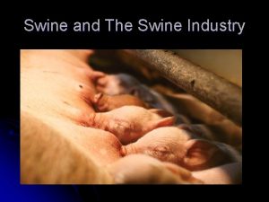 Swine and The Swine Industry Origin and Domestication