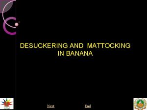 Desuckering definition in banana