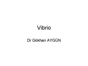 Vibrio Dr Gkhan AYGN Vibrio V cholerae gramnegatif