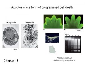 Apoptosis is a form of programmed cell death