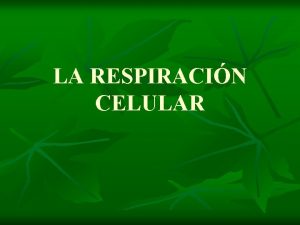 LA RESPIRACIN CELULAR Respiracin celular n La degradacin