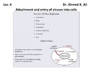 Lec 6 Dr Ahmed K Ali Attachment and