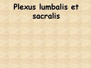 Plexus lumbalis et sacralis Plexus lumbalis L 1