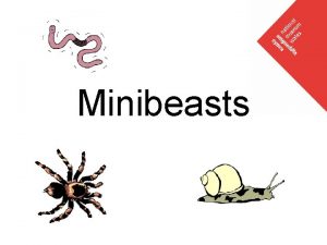 Which minibeast has 14 legs