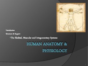 Introduction Structure Support The Skeletal Muscular and Integumentary