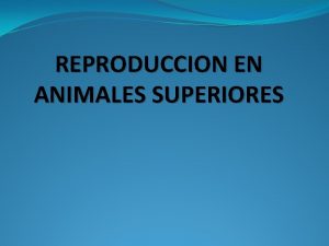 REPRODUCCION EN ANIMALES SUPERIORES Los animales superiores corresponden