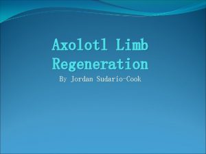 Axolotl Limb Regeneration By Jordan SudarioCook Axolotl The