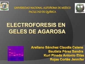 Electroforesis en gel de poliacrilamida