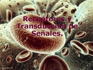 Receptores y Transduccin de Seales Ameba Definicin q