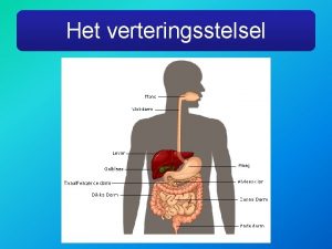 Het verteringsstelsel Wat is verteren Verteren afbreken en