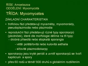 E Amoebozoa ODDLEN Myxomycota TDA Myxomycetes ZKLADN CHARAKTERISTIKA