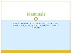 Mammals ENDOTHERMIC VERTEBRATES THAT HAVE HAIR AND PRODUCE