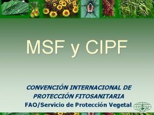 MSF y CIPF CONVENCIN INTERNACIONAL DE PROTECCIN FITOSANITARIA