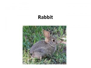 Rabbits are small mammals in the family leporidae