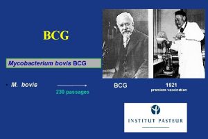 BCG Mycobacterium bovis BCG Calmette Gurin M bovis