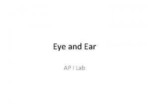 Eye and Ear AP I Lab Eye Outer