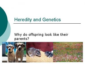 Heredity and Genetics Why do offspring look like