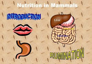 Nutrition in Mammals Liver Pancreas Intestine Why is