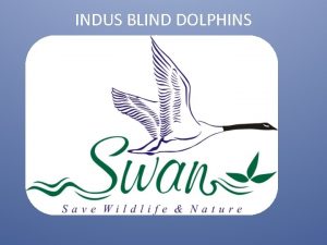Blind cetacean