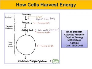 How Cells Harvest Energy Dr R Debnath Associate