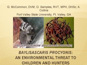 Raccoon roundworm