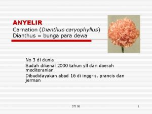 ANYELIR Carnation Dianthus caryophyllus Dianthus bunga para dewa
