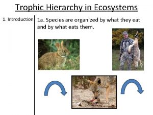 Trophic hierarchy