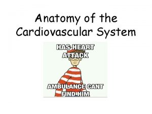 Anatomy of the Cardiovascular System Cardiovascular System Also