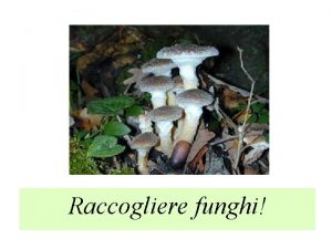 Raccogliere funghi La prima volta non vado da